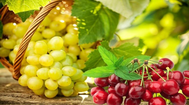 Yaş meyve sebze ve mamulleri ihracatında Kasım ayında tarihi rekor