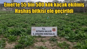 Emet'te kaçak ekilmiş Haşhaş bitkisi ele geçirildi
