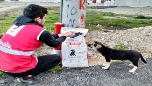 Genç Kızılay Sokak Hayvanlarını Unutmadı