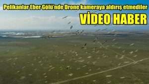 Pelikanlar Eber Gölü’nde Drone kameraya aldırış etmediler