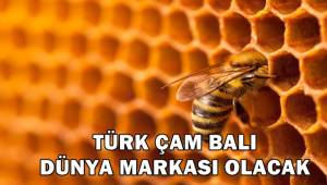 Türk Çam Balı Dünya Markası Olacak