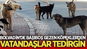 Bolvadin'de başıboş köpekler vatandaşları tedirgin ediyor