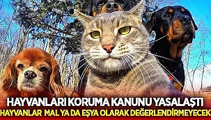Evcil hayvanı kasten öldürene hapis cezası verilebilecek