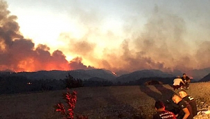 Fahrettin Altun: 43 orman yangını kontrol altında