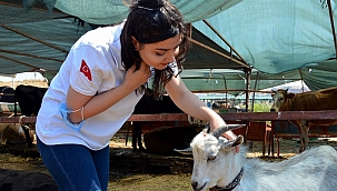 İzmir Aliağa kurban pazarında sıkı pazarlıklar yapılıyor!