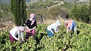 Kavacık Üzümü Türkiye’ye anlatılacak