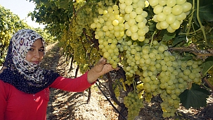 Superior Seedless üzümü ihracatın gözdesi oldu