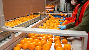 Narenciyede rekolte 72 bin ton geriledi
