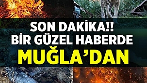Son Dakika: Bodrum'da devam eden yangın denetim altına alındı