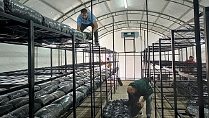 Bu ilçe İstiridye mantarı üretecek