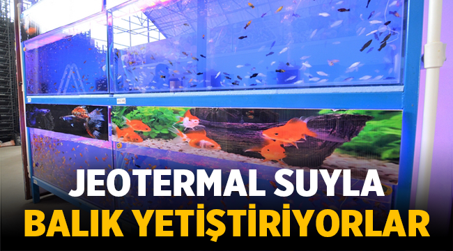 Jeotermal suyla balık yetiştiriyorlar! 