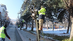 Komşu'da ağaçlar budandı 