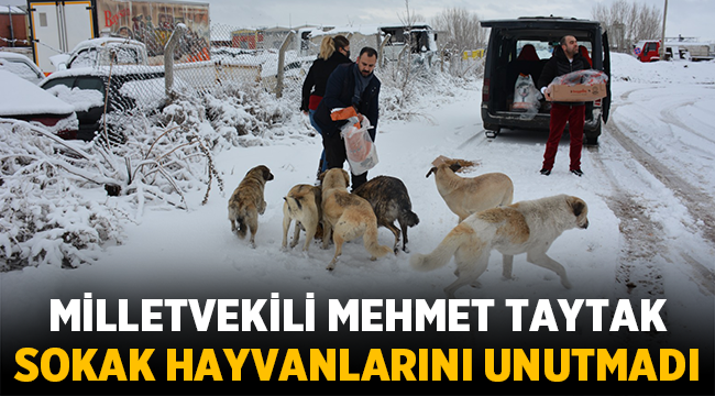 Milletvekili Mehmet Taytak sokak hayvanlarını unutmadı