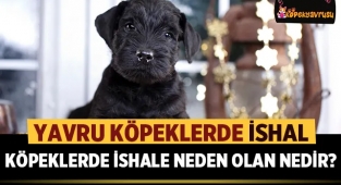Yavru Köpeklerde İshal