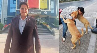 AK Partili İnce'den sokak köpekleri çıkışı