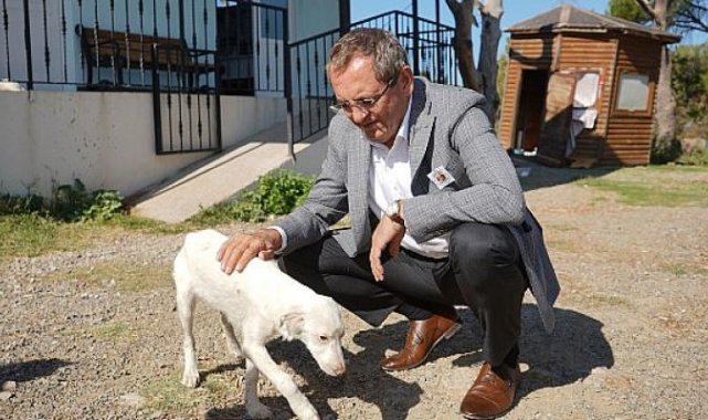 Sokaktaki Can Dostları Kısırlaştırıyoruz, Aşılıyoruz, Yaşatıyoruz