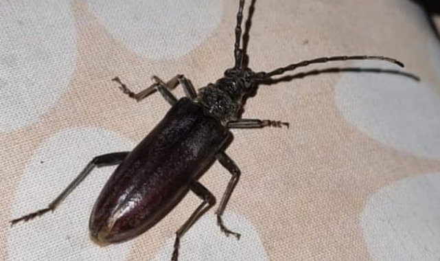 Ağaçların korkulu rüyası 'Teke Böceği' Bilecik'te görüldü