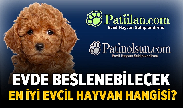 Evde Beslenebilecek En iyi Evcil Hayvan Hangisi?