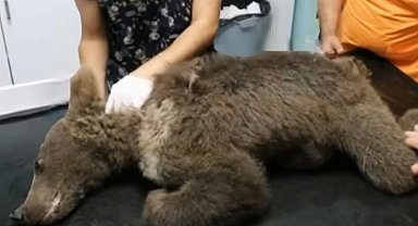 Düzce'deki Yavru Boz Ayıya Sevimli Bir İsim Aranıyor