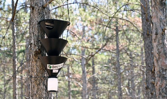 Başkentte "Feromonlu Tuzak Projesi" ile ağaçlar korumaya alıyor