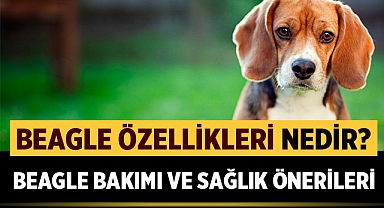 Beagle Bakımı & Özellikleri
