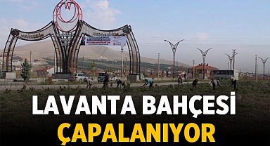 Emirdağ'da Lavanta Bahçesi çapalanıyor