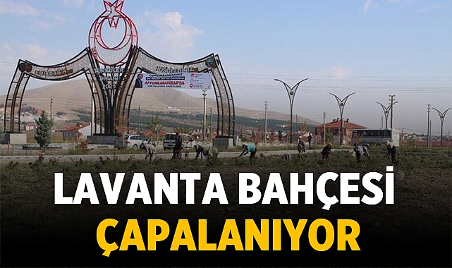 Emirdağ'da Lavanta Bahçesi çapalanıyor