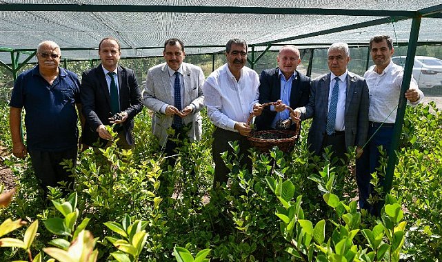 Mucize meyve aronya ikinci hasadını verdi