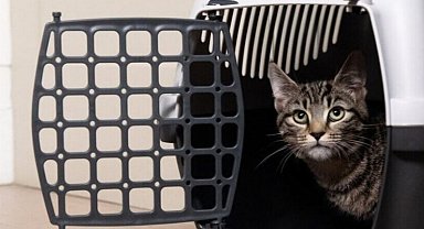 ABD'ye kedi getirecekler için güncel bilgiler