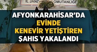Afyonkarahisar'da evinde kenevir yetiştiren şahıs yakalandı