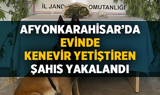 Afyonkarahisar'da evinde kenevir yetiştiren şahıs yakalandı