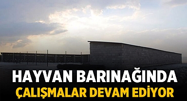 Emirdağ'da hayvan barınağında çalışmalar devam ediyor
