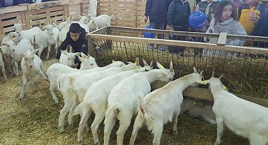 Hayvancılık sektörü Mustafakemalpaşa'da buluşacak