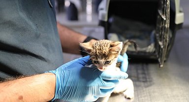 İzmir Narlıdere'de can dostlara özel ilgi