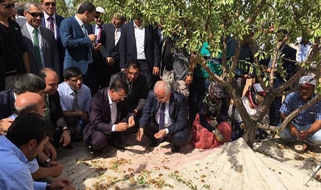 Şanlıurfa'da badem hasadına geri sayım
