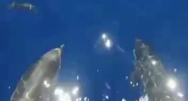 Saros Körfezi'nde Yunusların 'veda' dansı!