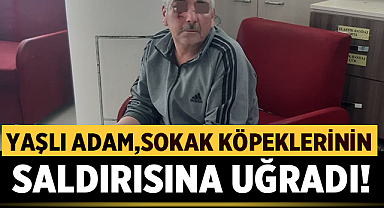 Afyonkarahisar'da yaşlı adam sokak köpeklerinin saldırısına uğradı