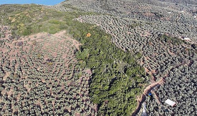 Mudanya Belediyesi Sokak Hayvanları Rehabilitasyon Merkezi ve Barınak Projesi’ne Ön İzni Aldı