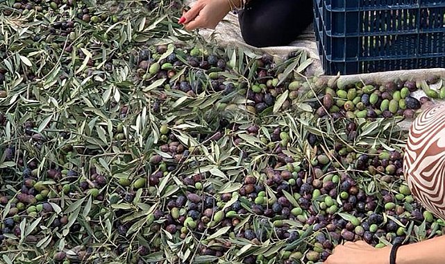 İzmir Şirince'de hem tatil, hem de zeytin hasadı deneyimi