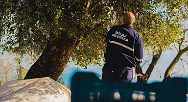 Milas'ta 'kaliteli yağ' için zeytin hasadı sürüyor