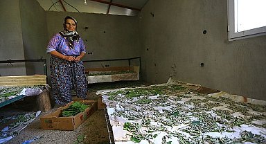 Muğla Büyükşehir Dut Fidanı Üretiyor, İpekböcekçiliğini Destekliyor 