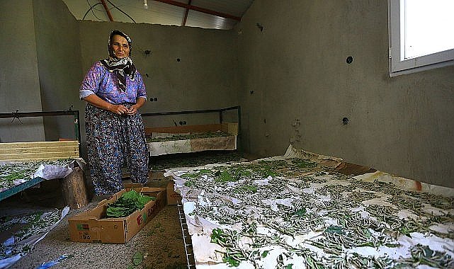 Muğla Büyükşehir Dut Fidanı Üretiyor, İpekböcekçiliğini Destekliyor