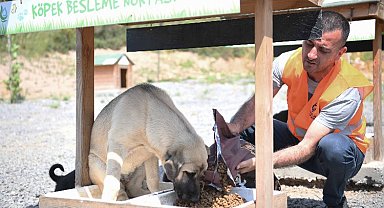 Sokak hayvanlarına 12 ton mama dağıtıldı
