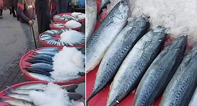 Şanlıurfa'da Balık Alışverişine Dikkat: Palamut Diye Satılan Balıklar Tombik Çıkıyor!
