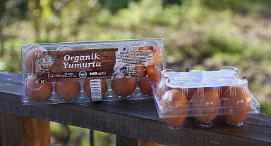Ordu, yumurtada Araplar'a çalışıyor