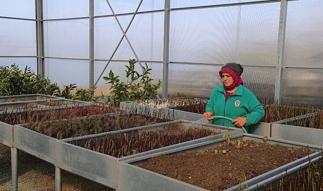 Rize'nin serasında fidan ve bitki satışları sürüyor