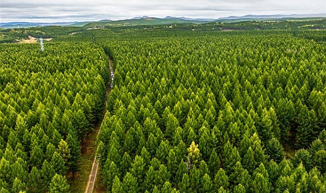 Çin, dünyanın en fazla yeni orman alanı yetiştiren ülkesi