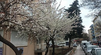 Doğa ana uyandı... Afyon'a bahar geldi