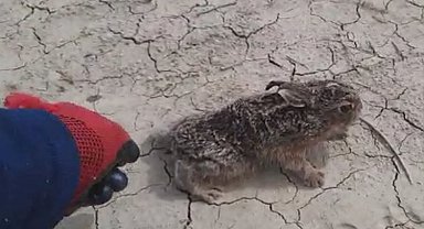 Davetsiz misafiri eliyle besledi, doğaya saldı