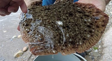 İki yıl önce 150 gram olarak salınmıştı... 1 kilo olarak ağlara takıldı!